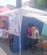 jornada de salud y estetica canina a bajo costo