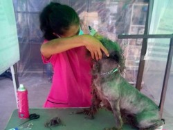 estetica canina en jornada