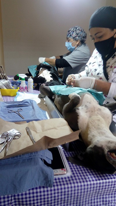 Zaikomoan me he dedicado junto con los médicos veterinarios a realizar jornadas de esterilización a bajo costo