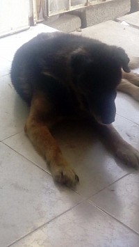 Viejo