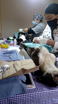 Seguimos con las jornadas de esterilización a bajo costo. Una solución para evitar tanto perrito/gatito en situación de calle