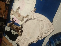 Seguimos con las campañas de esterilización gratuitas