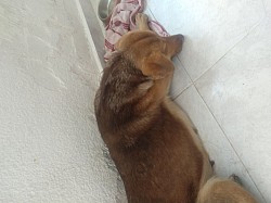 He esterilizado a perritas en situación de calle marzo 2022