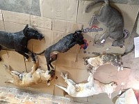 Campaña de Esterilización en la Loma San Martin Cuautlalpan Chalco fecha 23 de marzo 2023
