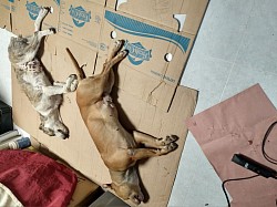 Campaña de esterilización 5 de mayo 2024