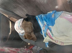 Campaña de esterilización 5 de mayo 2023