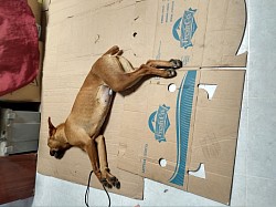 Campaña de esterilización 5 de mayo 2023