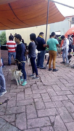Campañas de salud animal