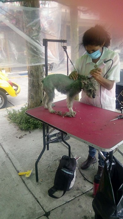 Es un perrito q se encontraba en situación de calle, se hizo su rescate y ahora ahora está con nosotros y lo hemos estado llevando al MVZ se le harán quimios