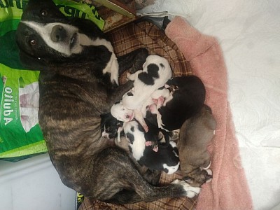 Perrito quemado