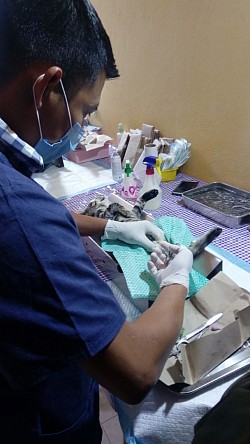 Esterilizacion