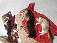 Campaña de esterilización