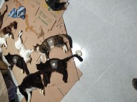 Campaña de esterilizacion 6 de sep 2023