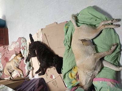 Campaña de esterilización del 3 de nov 2023