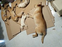 Campaña de esterilización junio 2024