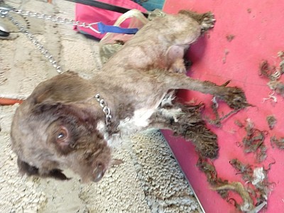 Curso estética canina