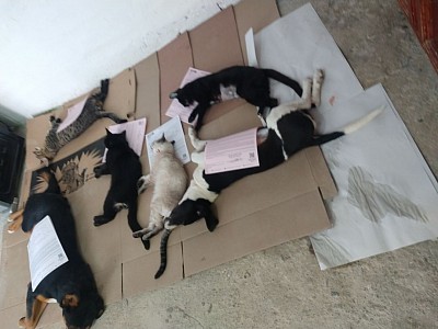 Esterilizacion